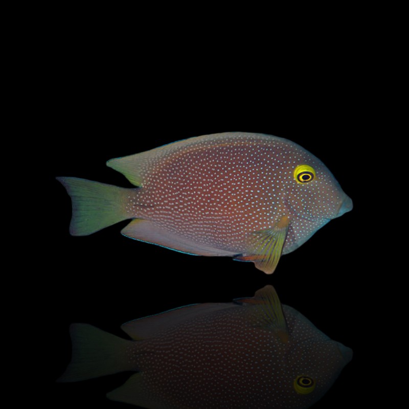 Ctenochaetus truncatus L