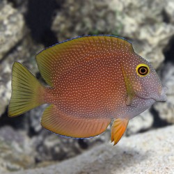 Ctenochaetus truncatus L kopen? | coralandfishstore.nl