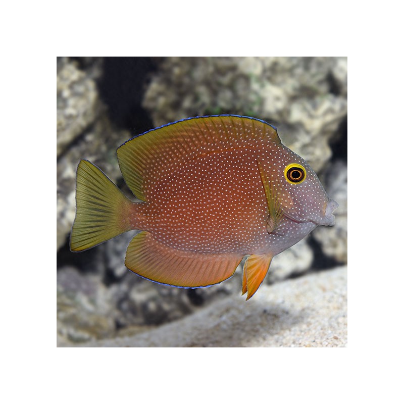 Ctenochaetus truncatus L