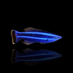 Larabicus quadrilineatus kopen? | Coralandfishstore.nl