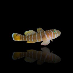 Priolepis cincta kopen? | Coralandfishstore.nl