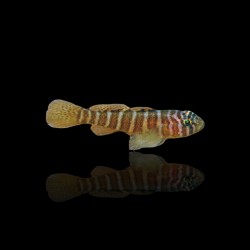 Priolepis cincta kopen? | Coralandfishstore.nl