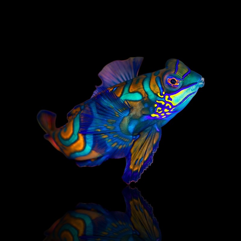 Pterosynchiropus splendidus - Nakweek