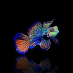 Pterosynchiropus splendidus - Nakweek