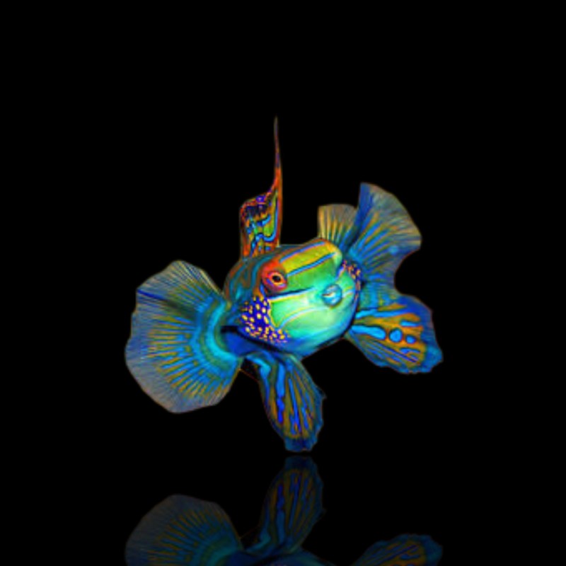 Pterosynchiropus splendidus - Nakweek