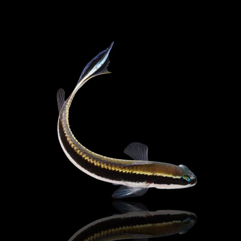 Pseudochromis sankeyi - Nakweek