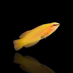 Pseudochromis leucorhynchus - Nakweek