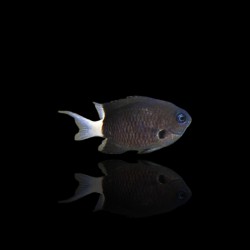 Chromis margaritifer kopen? | Coralandfishstore.nl