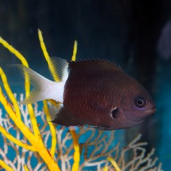 Chromis margaritifer kopen? | Coralandfishstore.nl