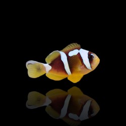 Amphiprion bicinctus (Spotcinctus)  Nakweek kopen? | Coralandfishstore.nl