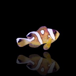Amphiprion bicinctus (Spotcinctus)  Nakweek
