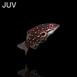 Bodianus Diana m-size | Coralandfishstore.nl