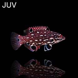 Bodianus Diana m-size | Coralandfishstore.nl