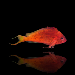 Cyprinocirrhites Polyactis | Coralandfishstore.nl