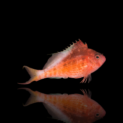 Cyprinocirrhites Polyactis