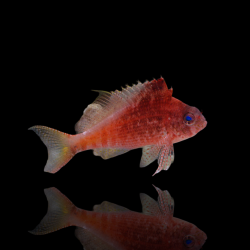 Cyprinocirrhites Polyactis | Coralandfishstore.nl