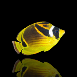 Chaetodon Lunula m-size kopen? | Coralandfishstore.nl