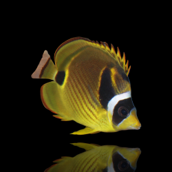Chaetodon Lunula