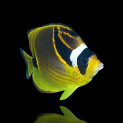 Coralandfishstore.nl √ Chaetodon Lunula
