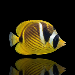 Chaetodon Lunula