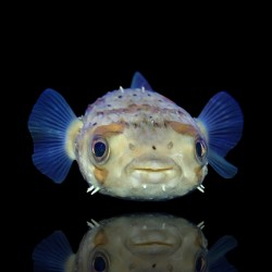 Diodon Holocanthus  | Coralandfishstore.nl