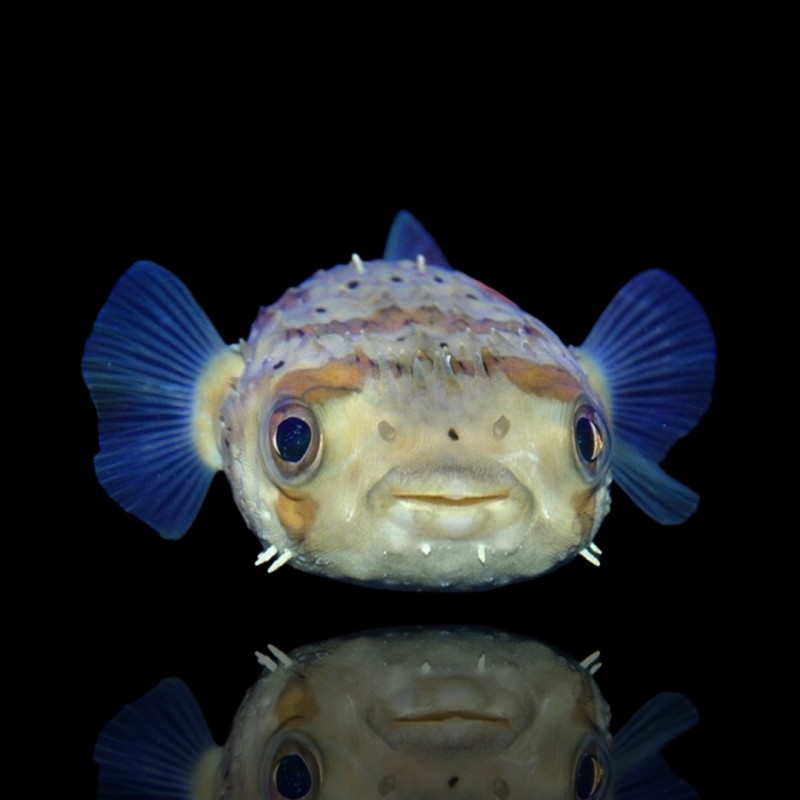 Diodon Holocanthus (XL)