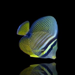 Zebrasoma Desjardini| Coralandfishstore.nl