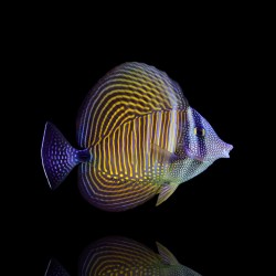 Zebrasoma Desjardini