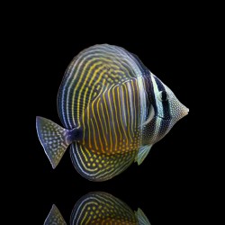 Zebrasoma Desjardini| Coralandfishstore.nl