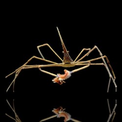 Stenorhynchus Seticornis