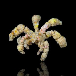 Camposcia Retusa - decoratie krab