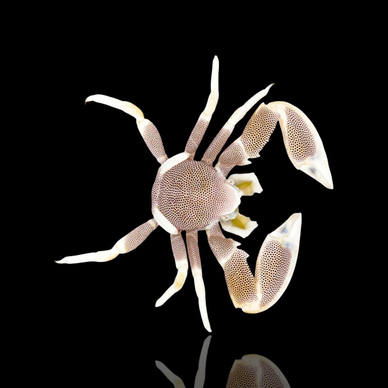 Neopetrolisthes Maculatus