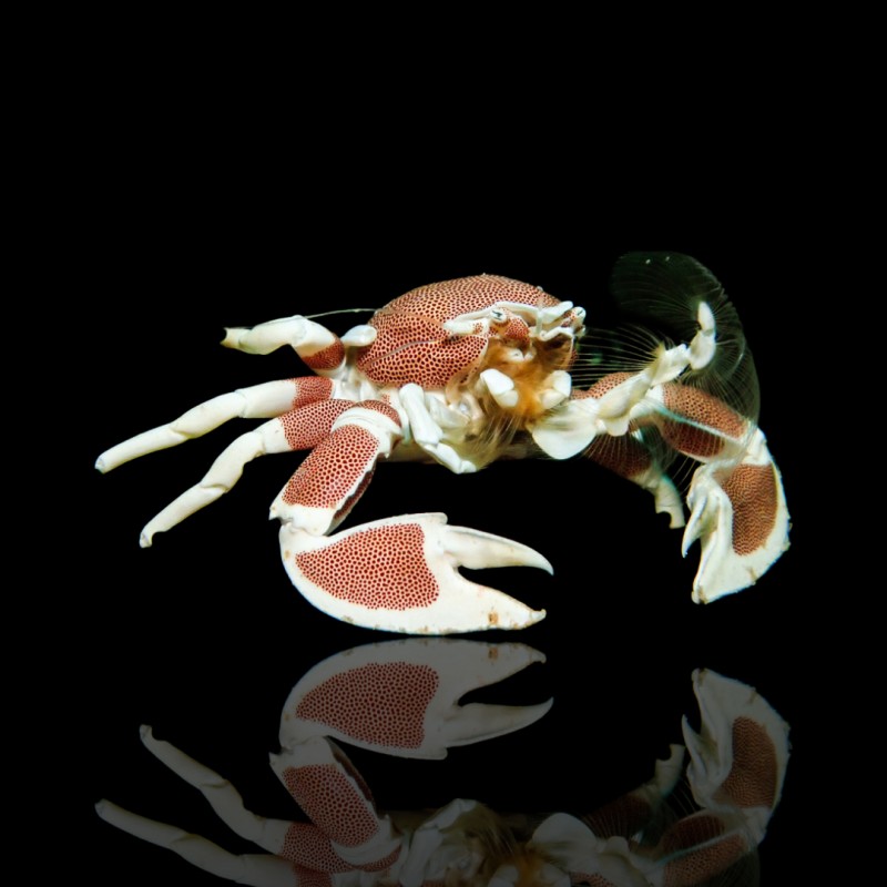 Neopetrolisthes Maculatus