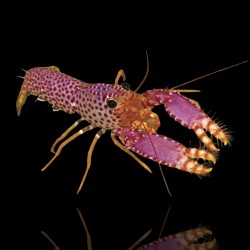 Enoplometopus Debelius