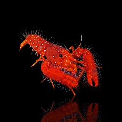 Enoplometopus Occidentalis