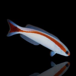 Hoplolatilus Marcosi