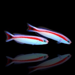 Hoplolatilus marcosi | Coralandfishstore.nl