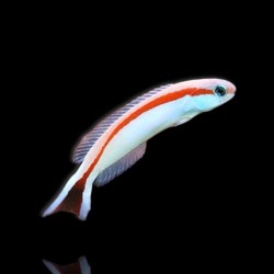 Hoplolatilus marcosi | Coralandfishstore.nl