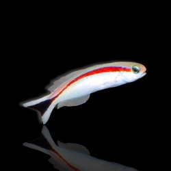 Hoplolatilus marcosi | Coralandfishstore.nl