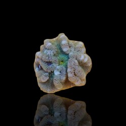 stichodactyla gigantea green stripe| Coralandfishstore.nl