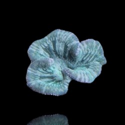 Stichodactyla Gigantea Green Stripe