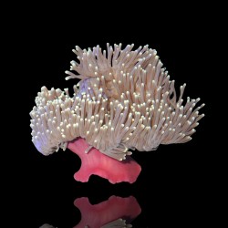 Heteractis Magnifica sp L-size | Coralandfishstore.nl