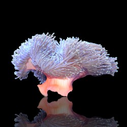 Heteractis Magnifica sp L-size | Coralandfishstore.nl