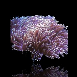 Heteractis Magnifica sp L-size | Coralandfishstore.nl