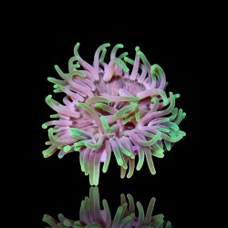 Macrodactyla Doreensis Green  | Coralandfishstore.nl