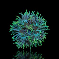 Macrodactyla Doreensis Green