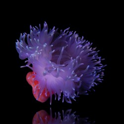 Macrodactyla Doreensis Purple