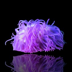 Macrodactyla Doreensis Purple bestellen ? l Coralandfishstore.nl