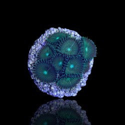 Palythoa sp. Tiny Frag