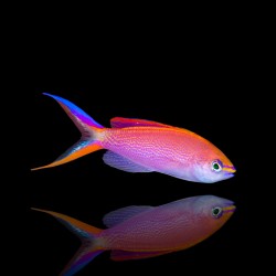 Pseudanthias Smithvanizi